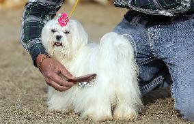 INDIA-PUNJAB-AMRITSAR-DOG SHOW