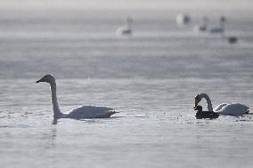 CHINA-QINGHAI-WHOOPER SWAN (CN)