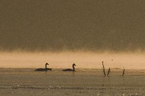 CHINA-QINGHAI-WHOOPER SWAN (CN)