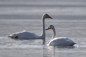 CHINA-QINGHAI-WHOOPER SWAN (CN)