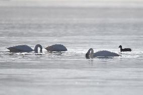 CHINA-QINGHAI-WHOOPER SWAN (CN)