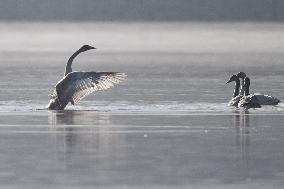 CHINA-QINGHAI-WHOOPER SWAN (CN)
