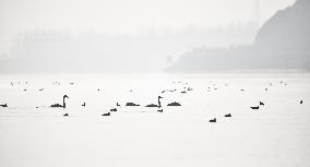 CHINA-QINGHAI-WHOOPER SWAN (CN)