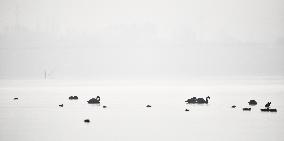 CHINA-QINGHAI-WHOOPER SWAN (CN)