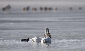 CHINA-QINGHAI-WHOOPER SWAN (CN)