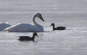 CHINA-QINGHAI-WHOOPER SWAN (CN)