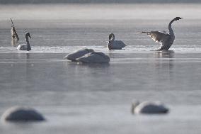 CHINA-QINGHAI-WHOOPER SWAN (CN)