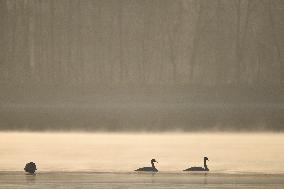 CHINA-QINGHAI-WHOOPER SWAN (CN)