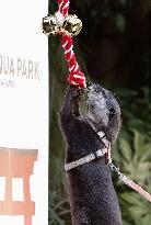 "Fortune-telling" otter gets ready for New Year