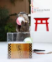 "Fortunetelling" otter gets ready for New Year