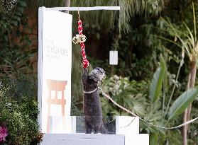 "Fortunetelling" otter gets ready for New Year