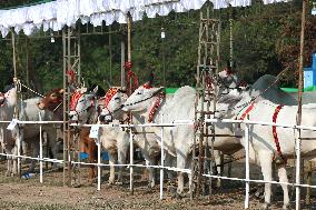 MYANMAR-YANGON-CATTLE EXHIBITION