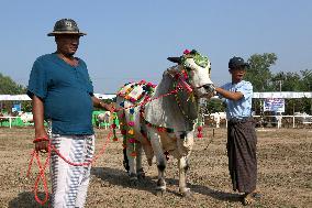 MYANMAR-YANGON-CATTLE EXHIBITION