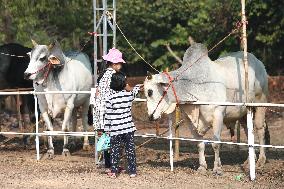 MYANMAR-YANGON-CATTLE EXHIBITION