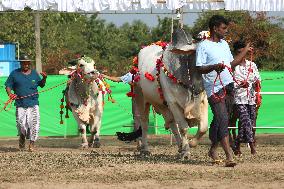 MYANMAR-YANGON-CATTLE EXHIBITION