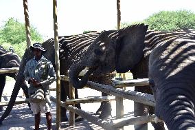 BOTSWANA-MAUN-ELEPHANT-ORPHANAGE