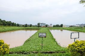 UGANDA-WAKISO-CHINA-AGRICULTURE