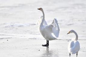 CHINA-GANSU-LANZHOU-SWAN (CN)