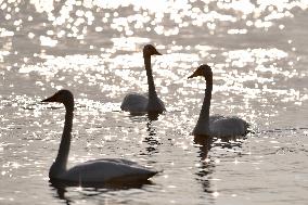 CHINA-GANSU-LANZHOU-SWAN (CN)