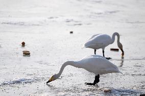 CHINA-GANSU-LANZHOU-SWAN (CN)