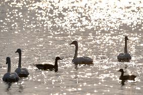 CHINA-GANSU-LANZHOU-SWAN (CN)