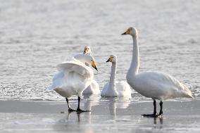 CHINA-GANSU-LANZHOU-SWAN (CN)