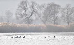 CHINA-GANSU-LANZHOU-SWAN (CN)