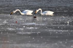 CHINA-GANSU-LANZHOU-SWAN (CN)