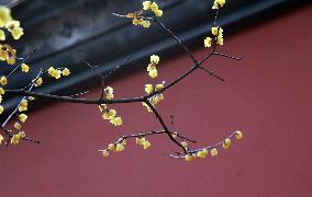 #CHINA-SLIGHT COLD-WINTERSWEET-BLOSSOM (CN)