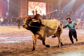 BANGKADESH-DHAKA-CATTLE-SHOW