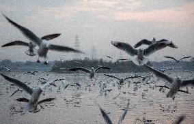 INDIA-NEW DELHI-MIGRATORY BIRDS