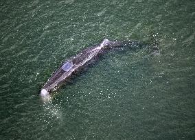 Whale spotted in Osaka river