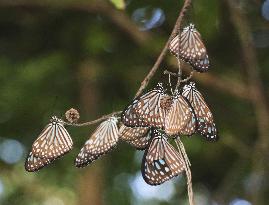 Butterflies overwintering on subtropical island