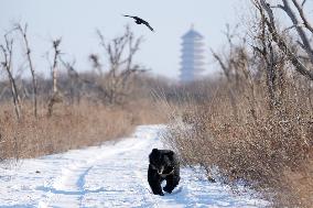 CHINA-HEILONGJIANG-FUYUAN-BLACK BEAR (CN)