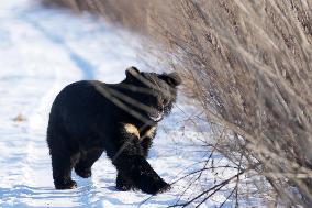CHINA-HEILONGJIANG-FUYUAN-BLACK BEAR (CN)