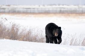 CHINA-HEILONGJIANG-FUYUAN-BLACK BEAR (CN)