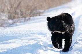 CHINA-HEILONGJIANG-FUYUAN-BLACK BEAR (CN)