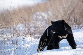 CHINA-HEILONGJIANG-FUYUAN-BLACK BEAR (CN)