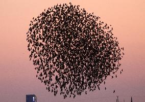 CYPRUS-LARNACA-EUROPEAN STARLINGS