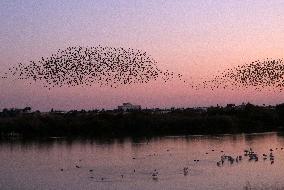 CYPRUS-LARNACA-EUROPEAN STARLINGS