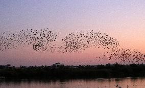 CYPRUS-LARNACA-EUROPEAN STARLINGS