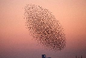 CYPRUS-LARNACA-EUROPEAN STARLINGS