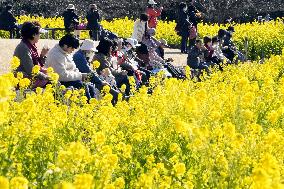 Rapeseed blossoms in eastern Japan