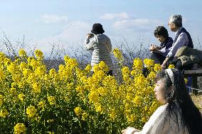 Rapeseed blossoms in eastern Japan