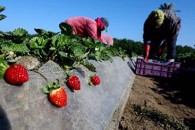 EGYPT-QALYUBIA-STRAWBERRY-HARVEST