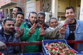 EGYPT-QALYUBIA-STRAWBERRY-HARVEST