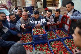 EGYPT-QALYUBIA-STRAWBERRY-HARVEST