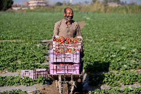 EGYPT-QALYUBIA-STRAWBERRY-HARVEST