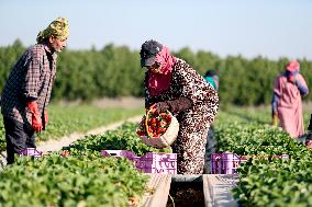 EGYPT-QALYUBIA-STRAWBERRY-HARVEST