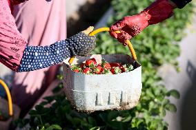 EGYPT-QALYUBIA-STRAWBERRY-HARVEST